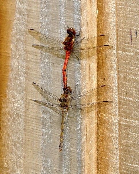 common darters